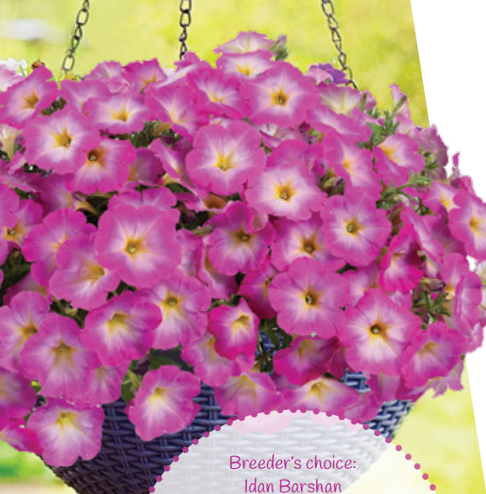 ЕВРО Петуния Cascadias Fantasy Hot Pink ОКС укорененные черенки