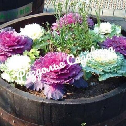 Капуста декоративная