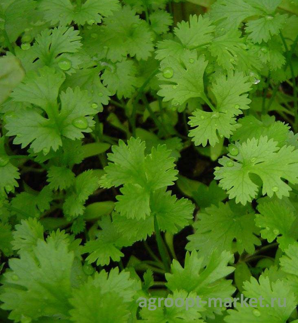 Формула семена кориандра (Global Seeds / Глобал Сидс)