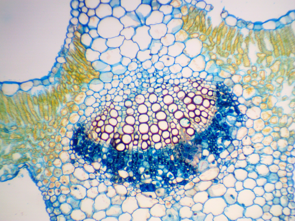 Видеоокуляр ToupCam UCMOS05100KPA
