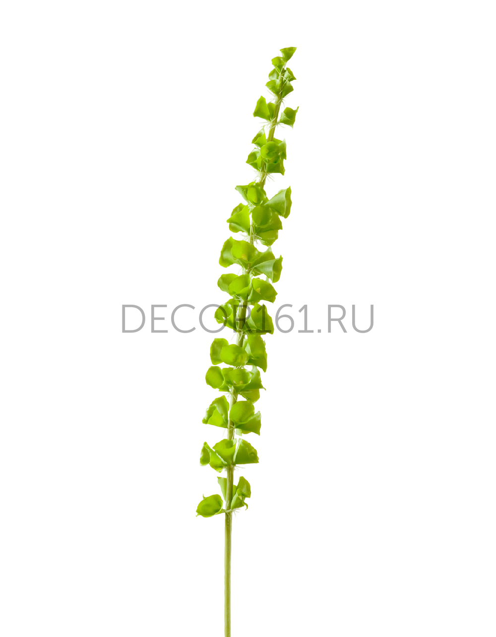 Молюцелла зелёная (Ирландский колокольчик) в-82 см 6/96 30.0610022GR