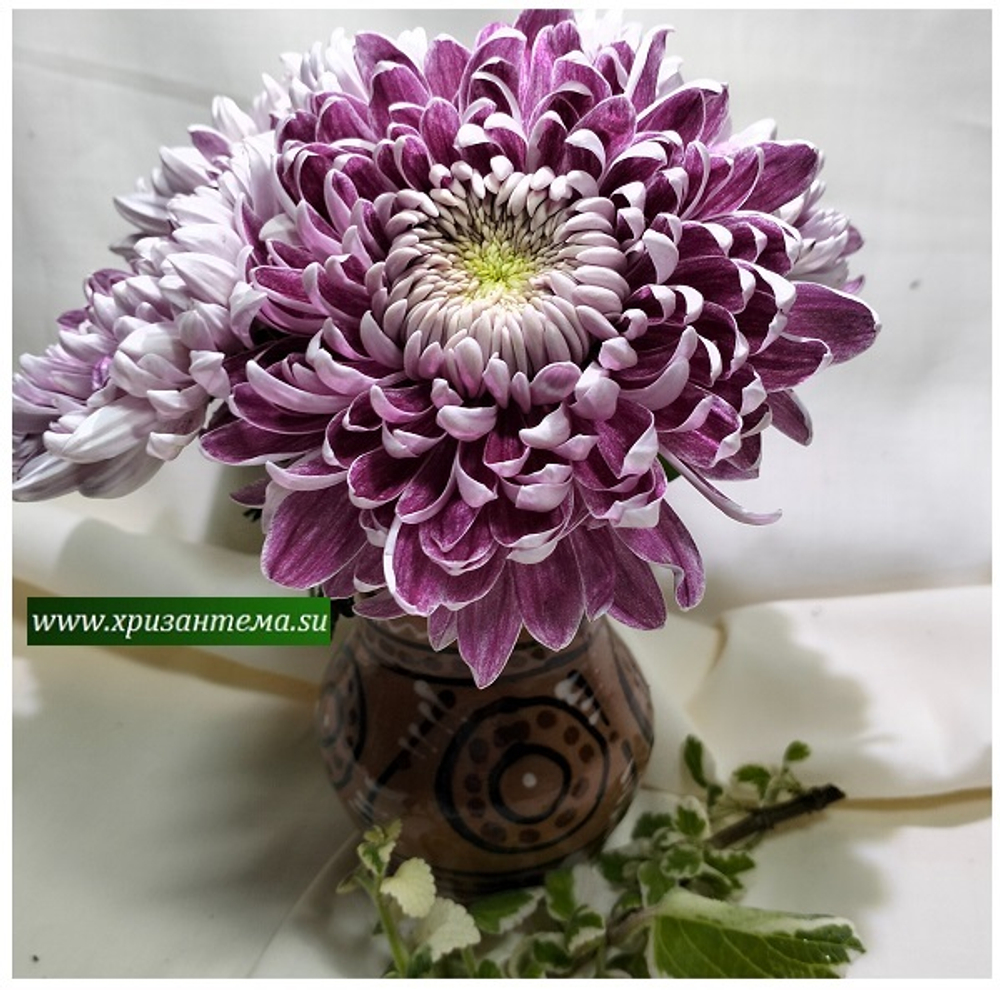 Glbert leigh purple ☘ о.74 (нет в наличии)