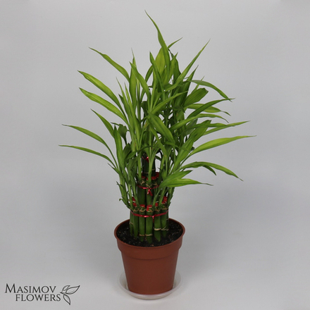 Горшочное растение "Бамбук счастья"
