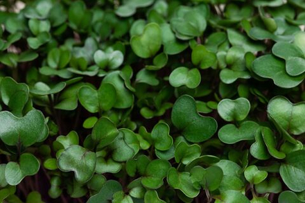 Микрозелень Кольраби