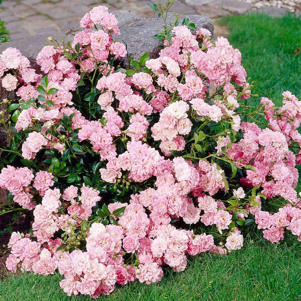 Роза Фейри С7 Закупка М57 июнь 2026