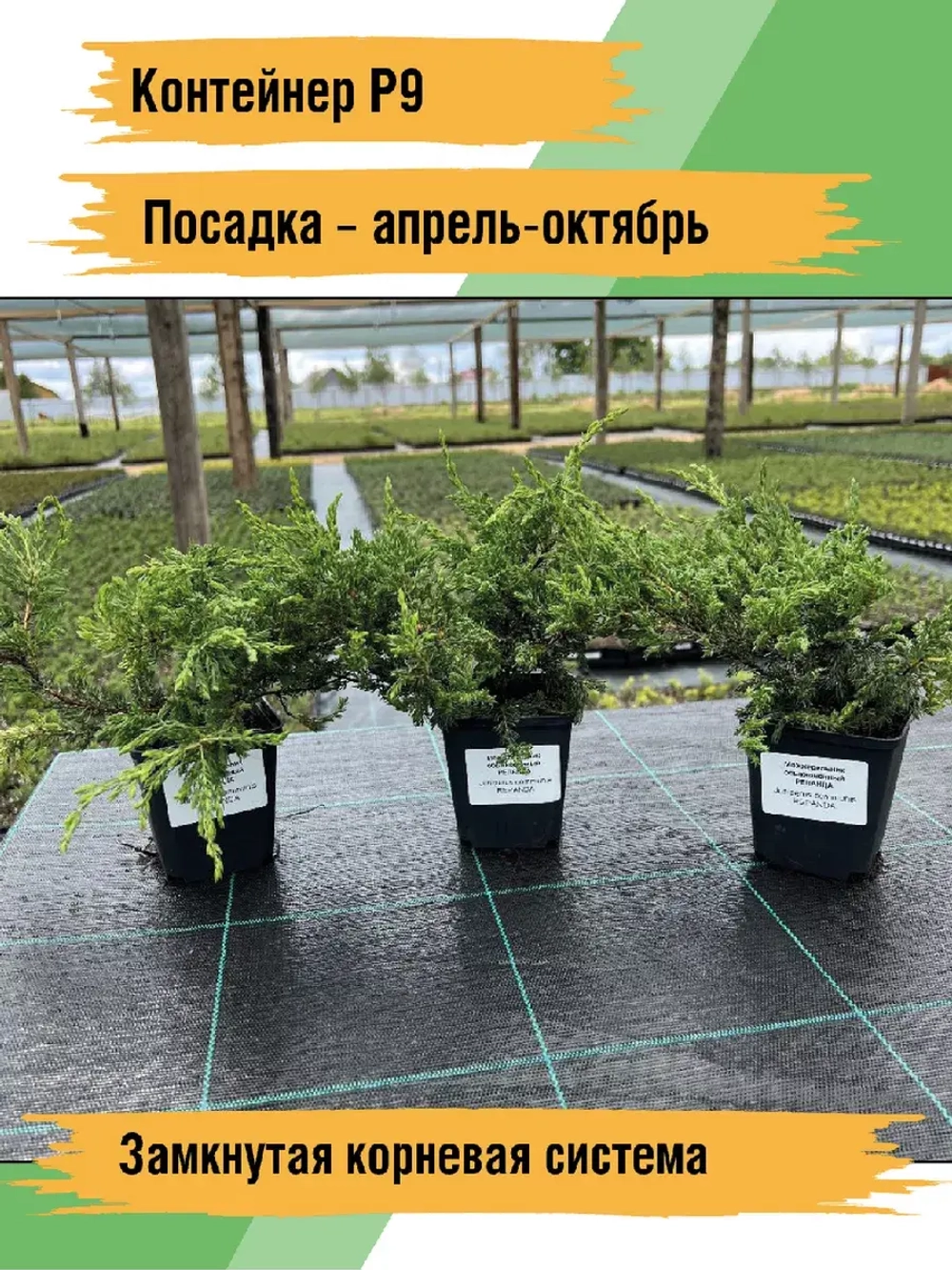 Можжевельник Репанда саженцы хвойных деревьев