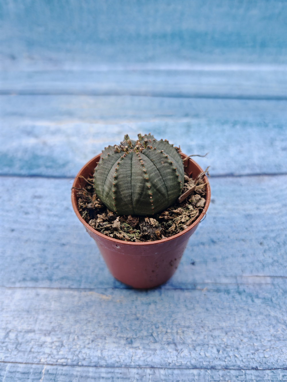 Euphoria Obesa (Эуфорбия)