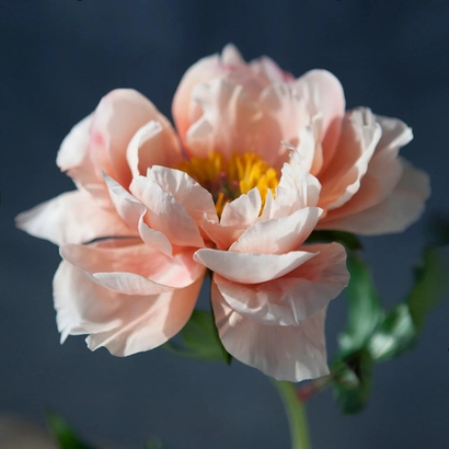 Набор пастели " Нежный пион " в магнитных футлярах 20 цветов