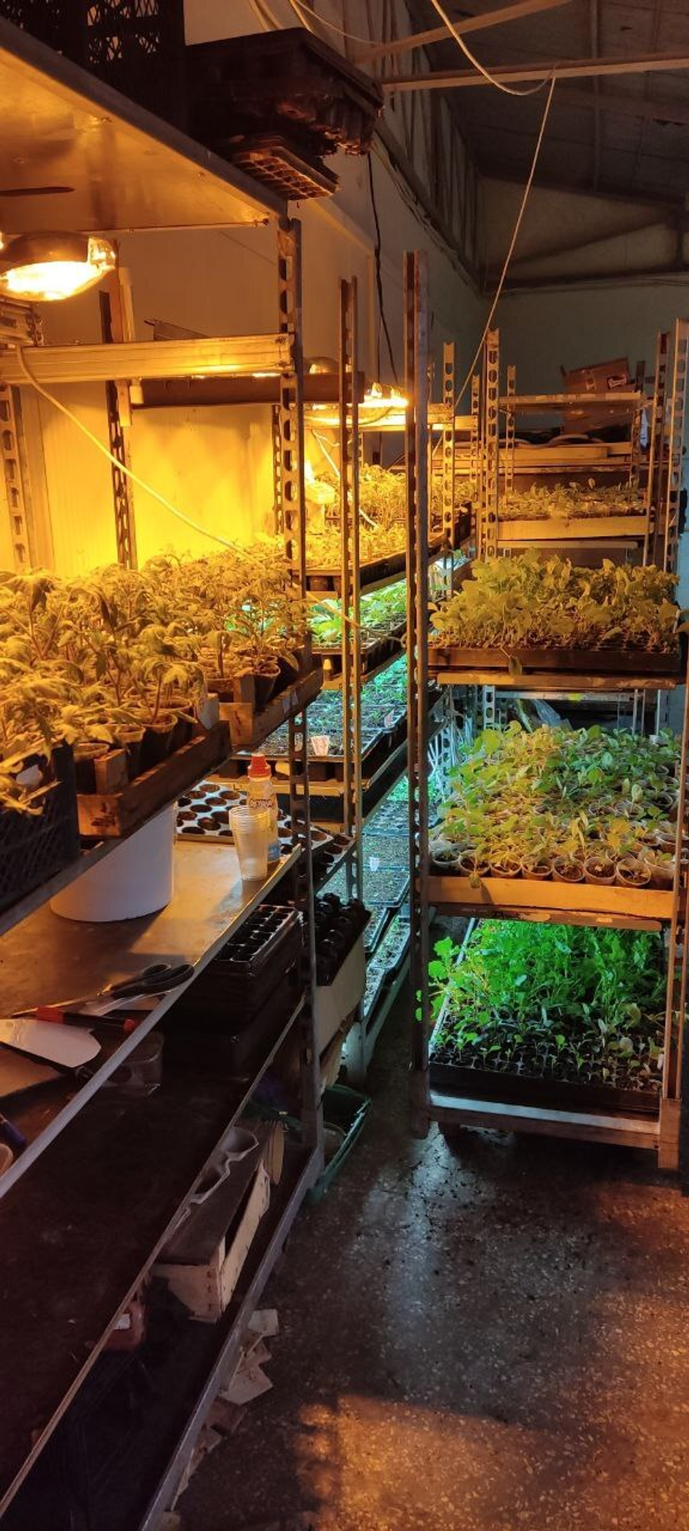 Базилик греческий в горшке