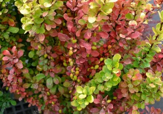 Барбарис Тунберга Голден Рокет С3 Закупка М60 июнь 2026