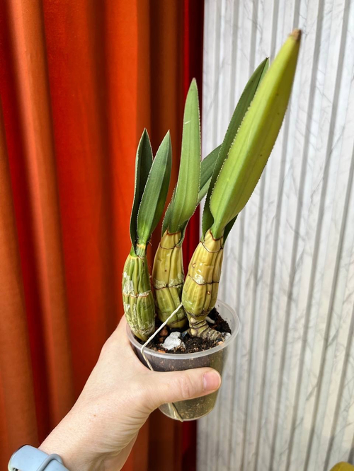 Эулофия Петерси, D8см Н25см, 1шт, Urban Jungle (2962)