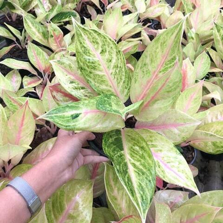 Аглаонема SAILOR MOON