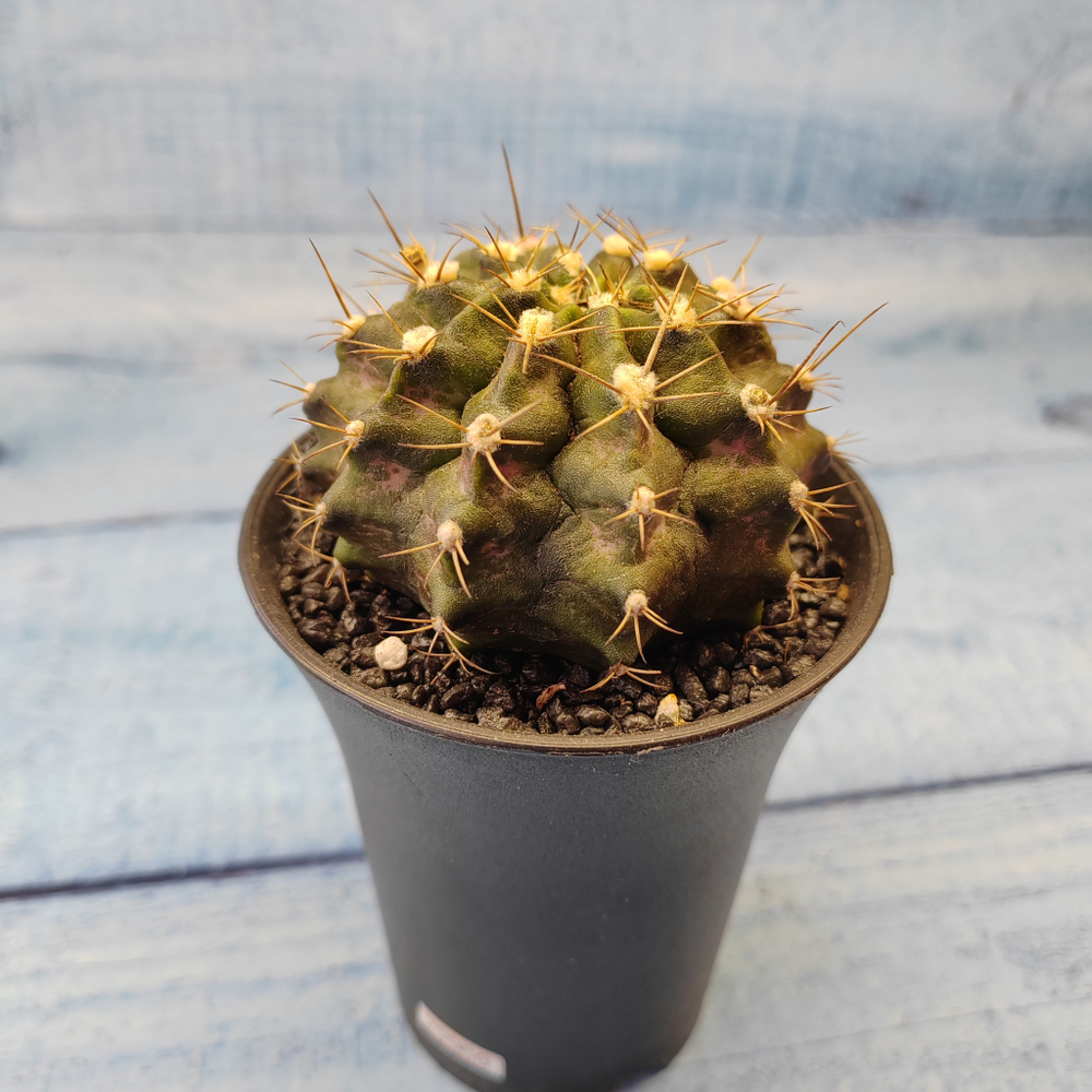 Gymnocalycium T-Rex hybride (Гимнокалициум T-rex)