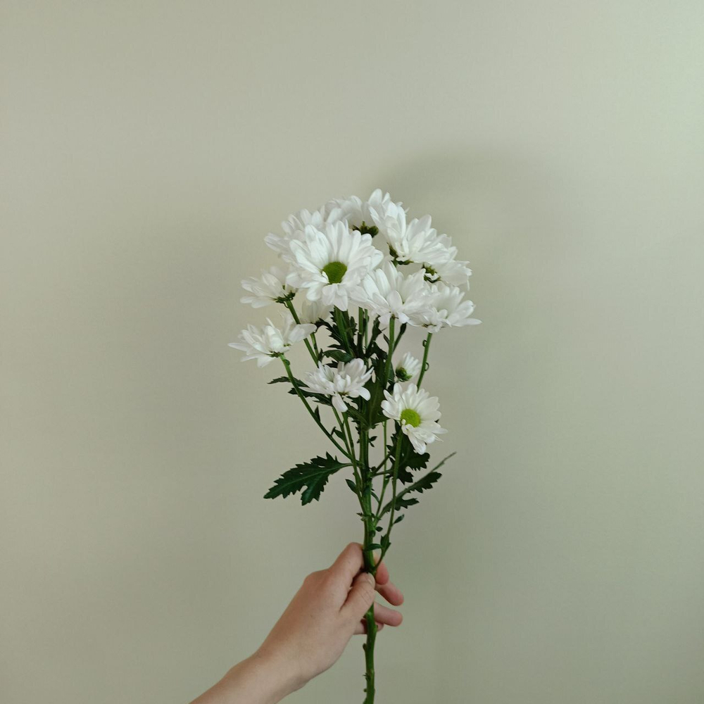 Хризантема кустовая "Бакарди" белая