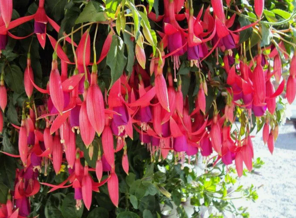 Евро Фуксия Trailing Red Spider укоренный черенок ОКС