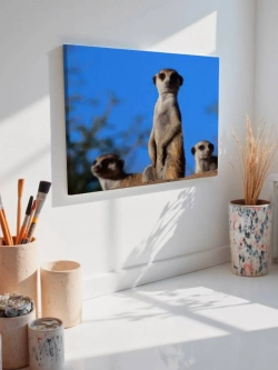 Картина на стену 40 X 50 Сурикат
