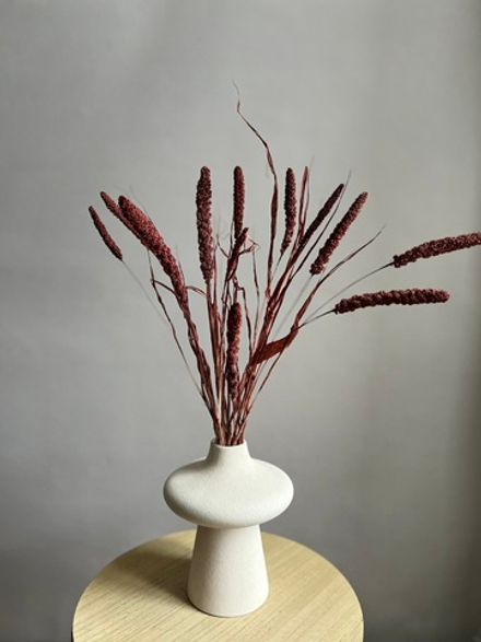 Сетария бордовая