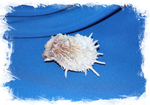 Спондилус эхинатус (Spondylus echinatus)