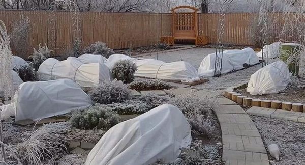 Как подготовить сад к сибирской зиме: полное руководство Как подготовить сад к сибирской зиме: полное руководство