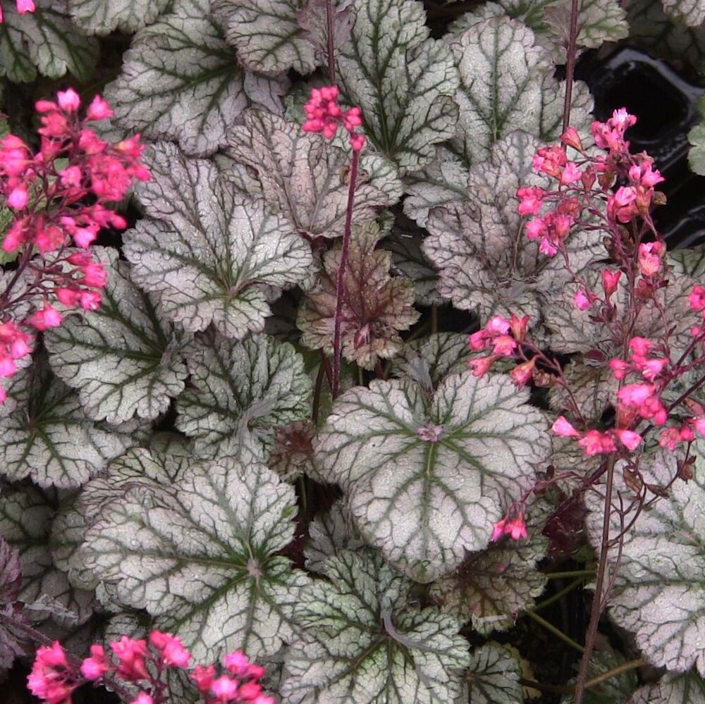 Гейхера Глиттер