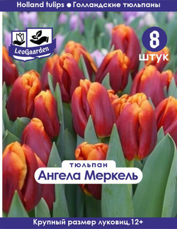 Тюльпан Луковица, Ангела Меркель 8шт, разбор 12+