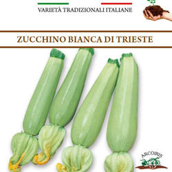 Цукино Белый из Триеста - Bianca di Trieste Zucchino