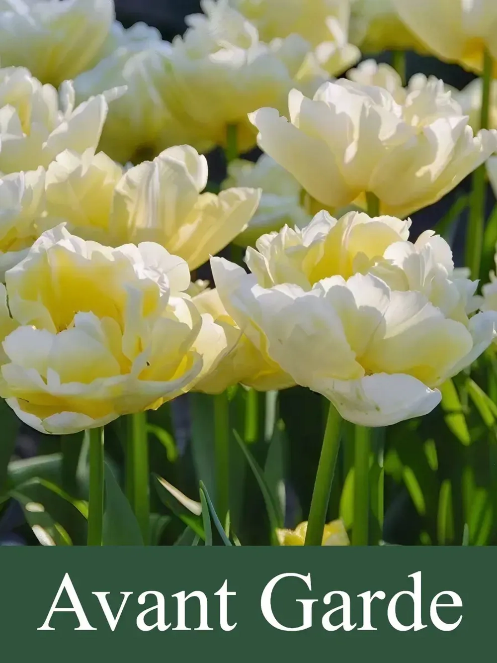 Тюльпаны Avant Garde 4 шт, набор луковиц