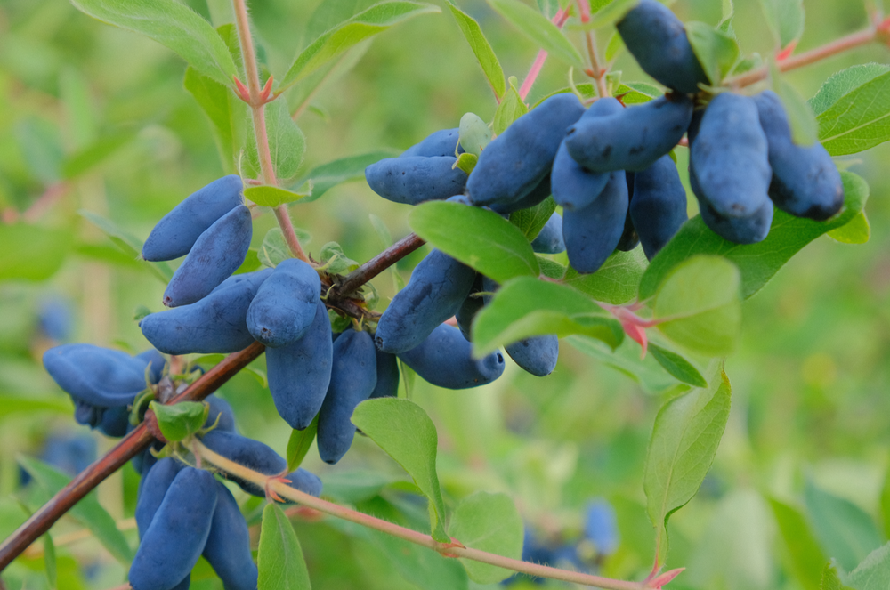 Жимолость Сильгинка