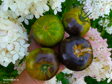 Зелёная богиня Ксанаду (Xanadu green Goddess) сорт томата