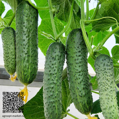 Арпачин F1 семена огурца партенокарпического (Гавриш)