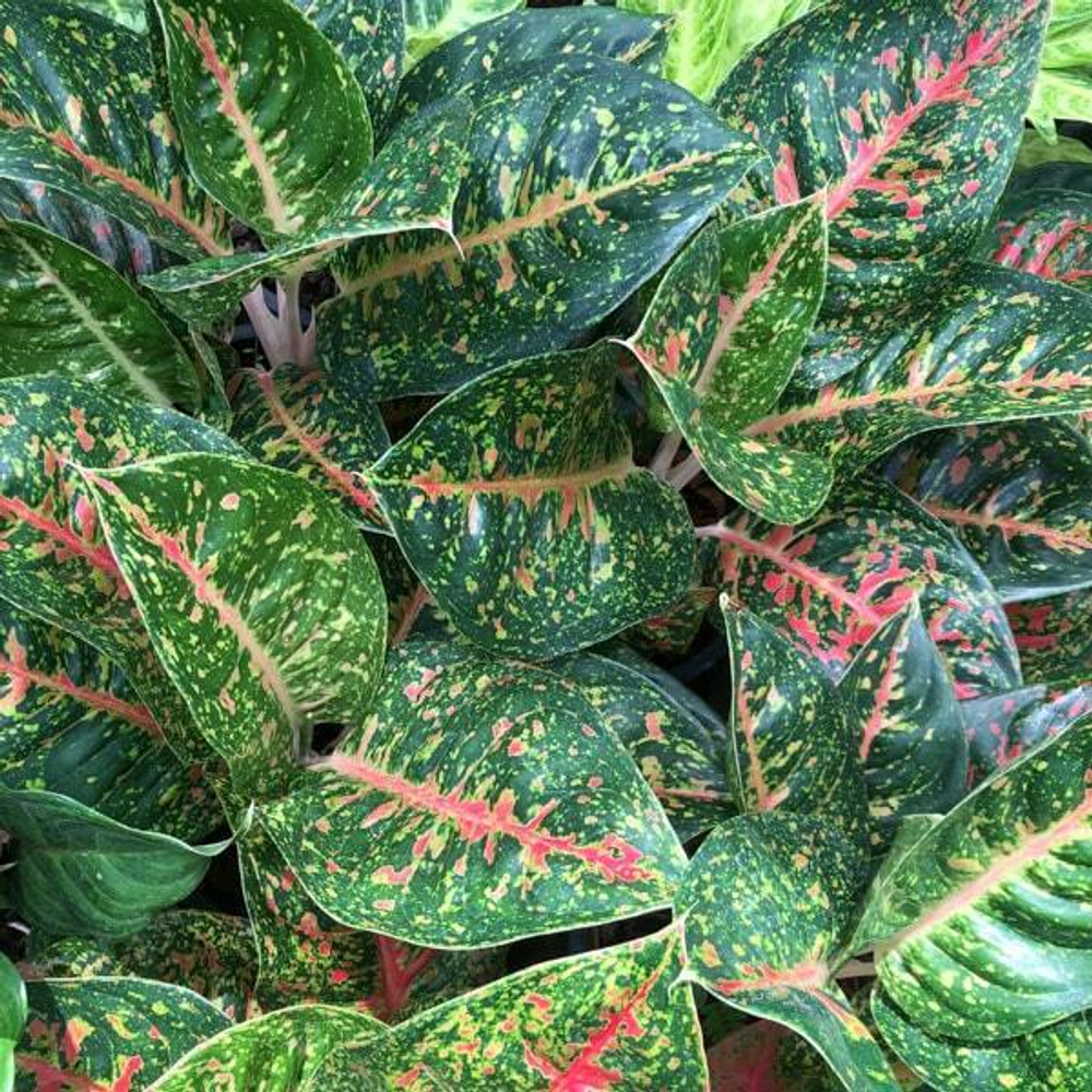 Аглаонема MAHA SEDTHEE GREEN