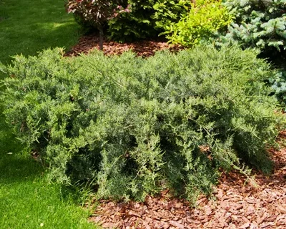 Можжевельник виргинский Хетц Р9 15-20см *15-30 см Закупка М62 апрель-май 2026