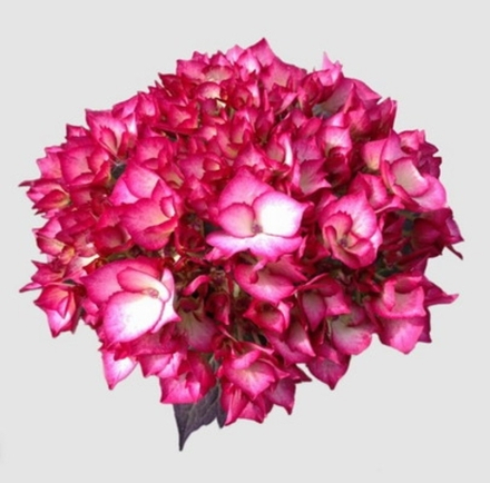 Samba Rio/ Самба Рио Р14 (8/10+) (двухцветный)