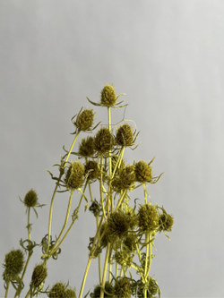 Эрингиум салатовый