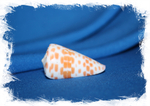 Конус тесселатус (Conus tessulatus)