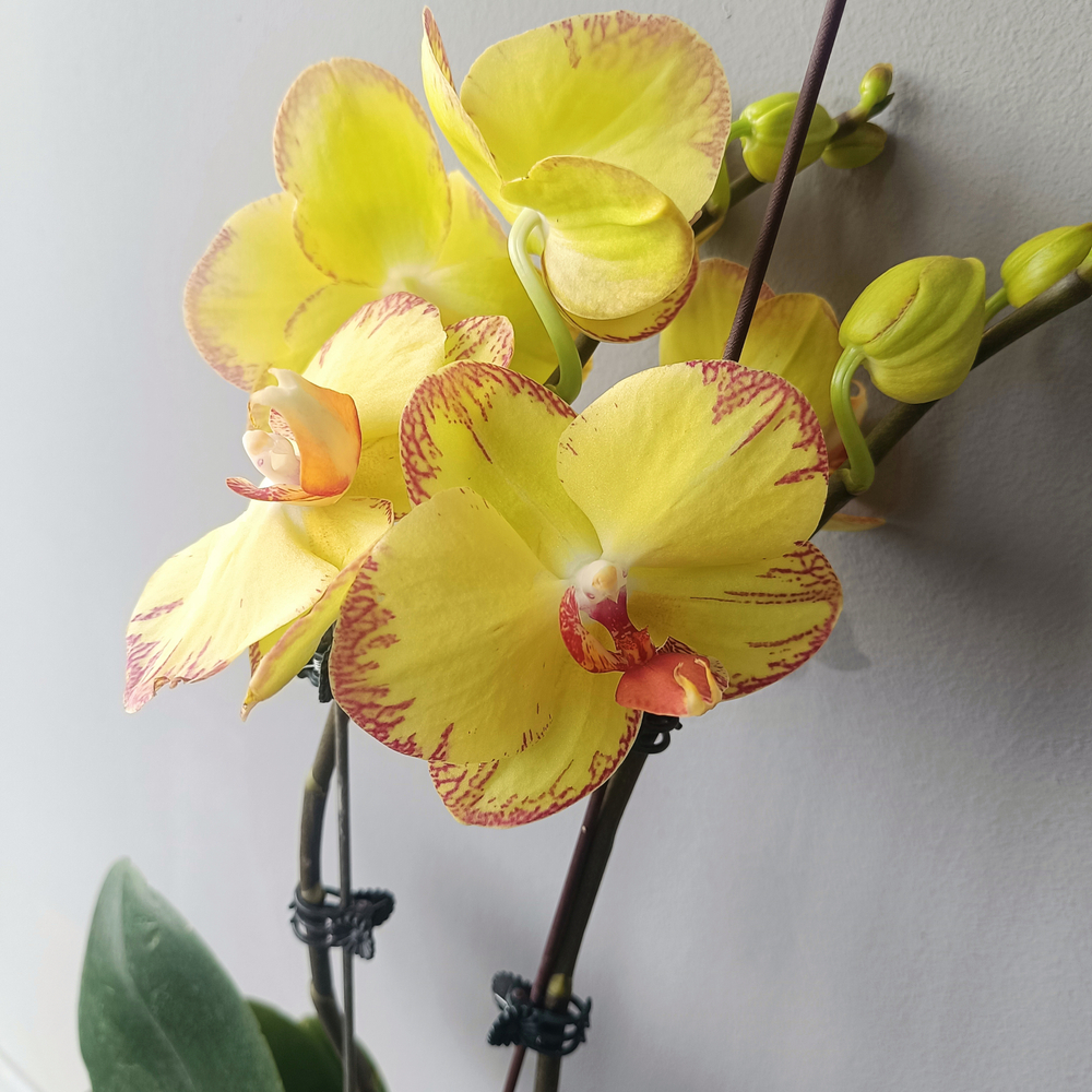 Орхидея фаленопсис