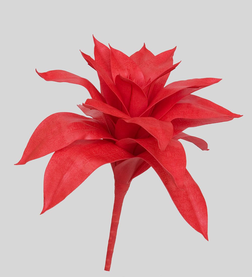 TR 562 Бромелия