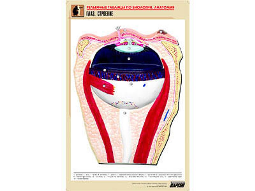 Рельефная таблица &amp;#34;Глаз. Строение&amp;#34; (формат А1, матовое ламинир.)