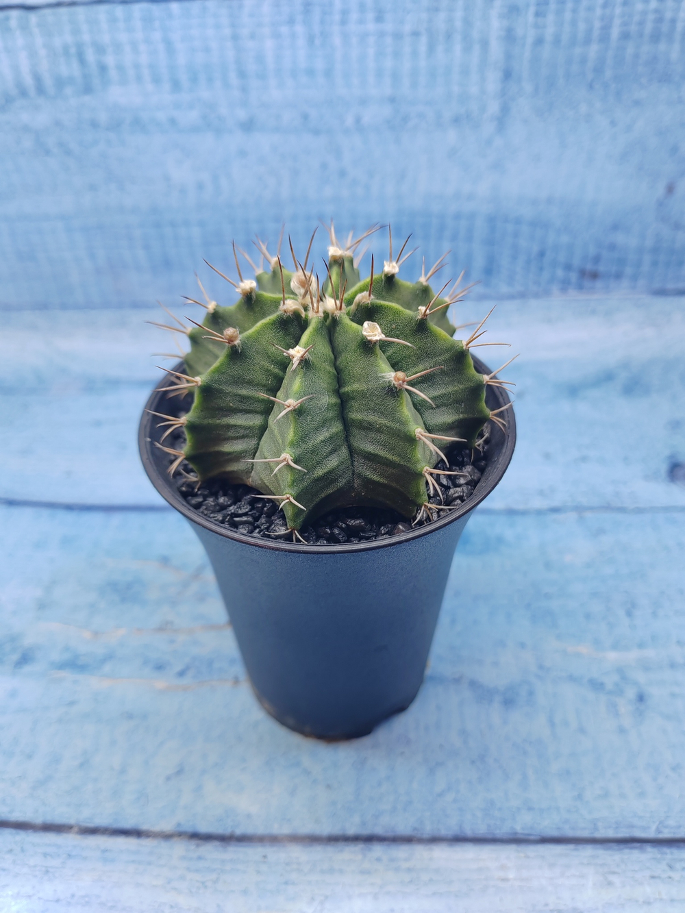 Gymnocalycium Mihanovichii (Гимнокалициум)