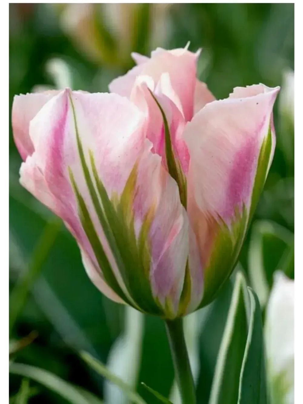 Тюльпаны Чайна Таун Попугайный 4 шт, набор луковиц