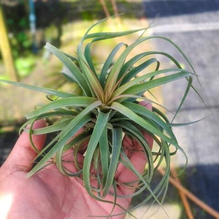 Тилландсия Redy (concolor x streptophylla) S