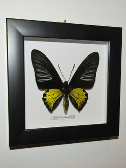 Бабочка Troides rhadamantus в рамке