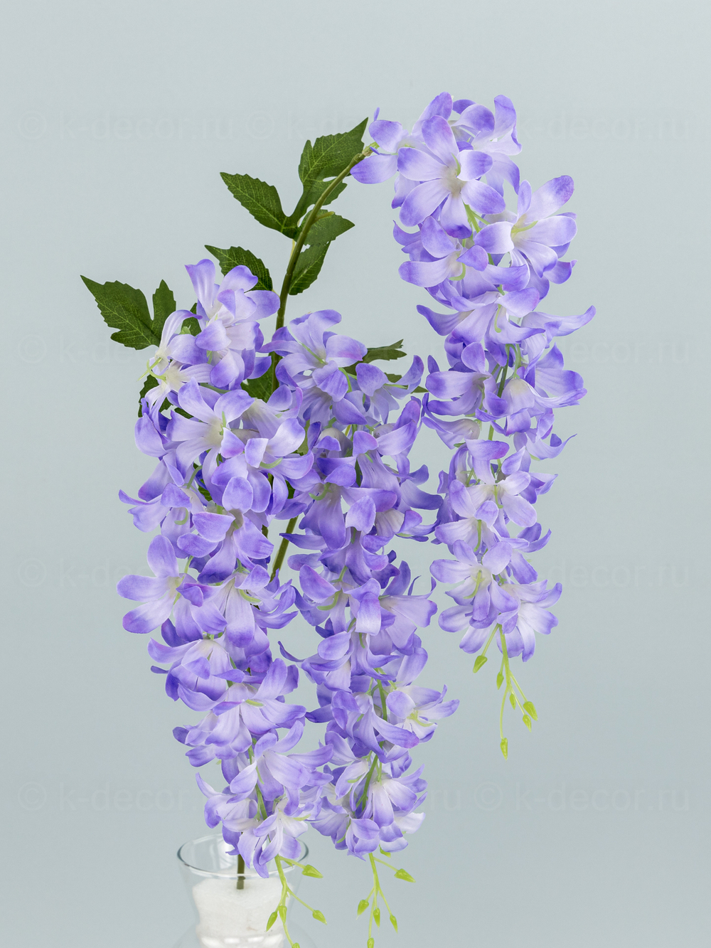 Глициния ампельная Маркиза