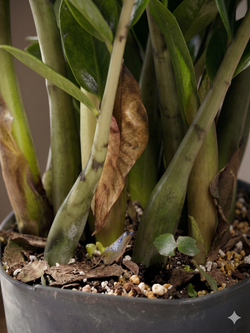 Замиокулькас Pointed Leaf д. 25