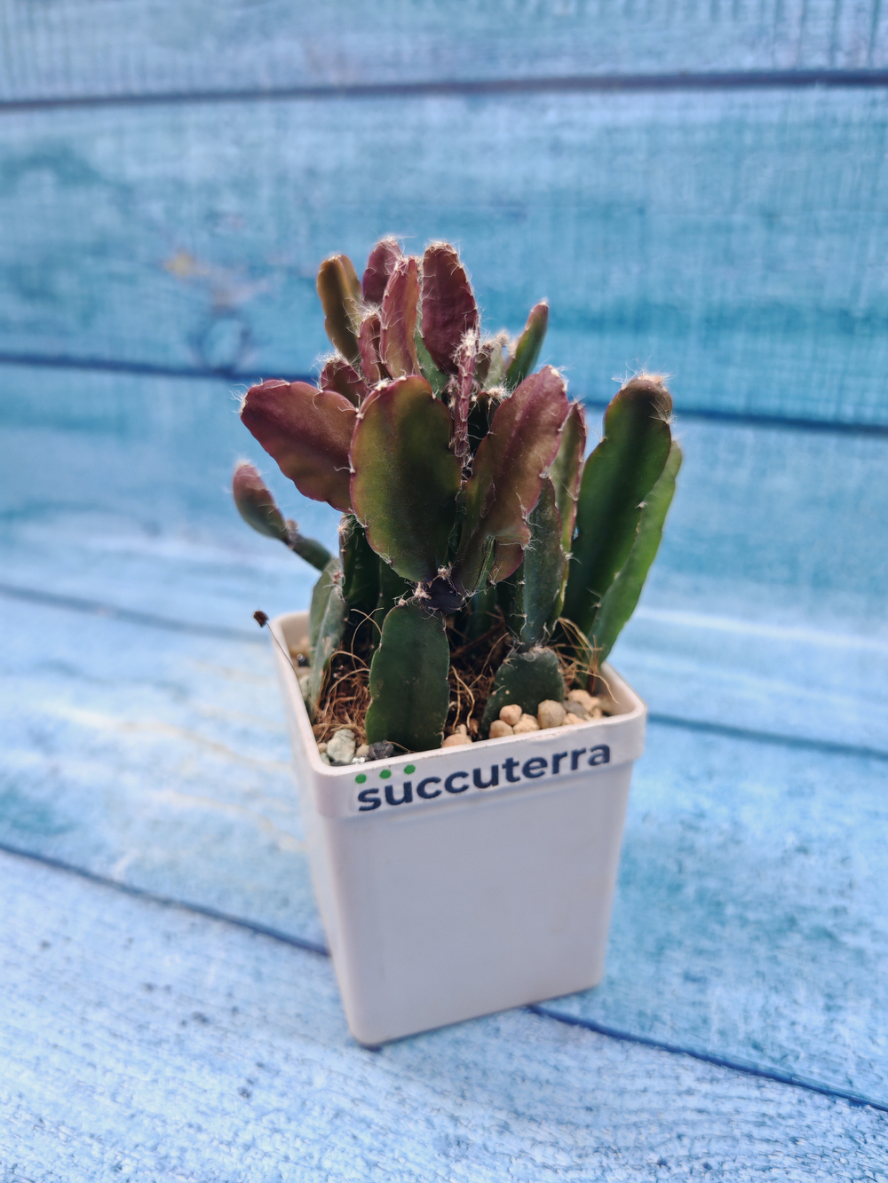 Rhipsalis Augundis (Рипсалис)