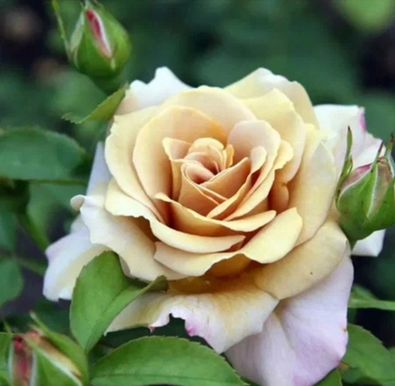 HONEY DIJON (Хани Дижон)