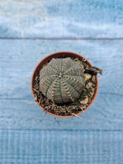 Euphoria Obesa (Эуфорбия)