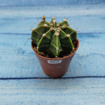 Gymnocalycium Friedrichii (Гимнокалициум)