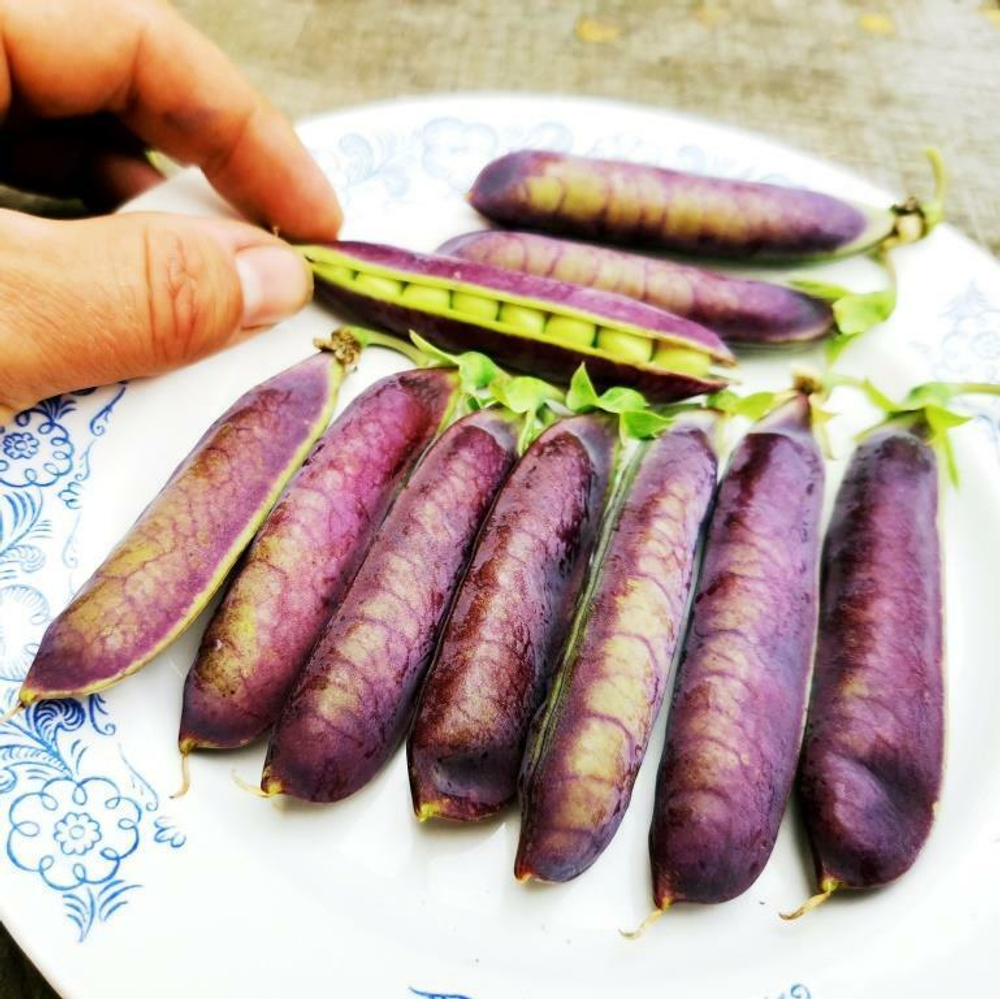 Горох Тутанхамона - King Tut Purple Pea