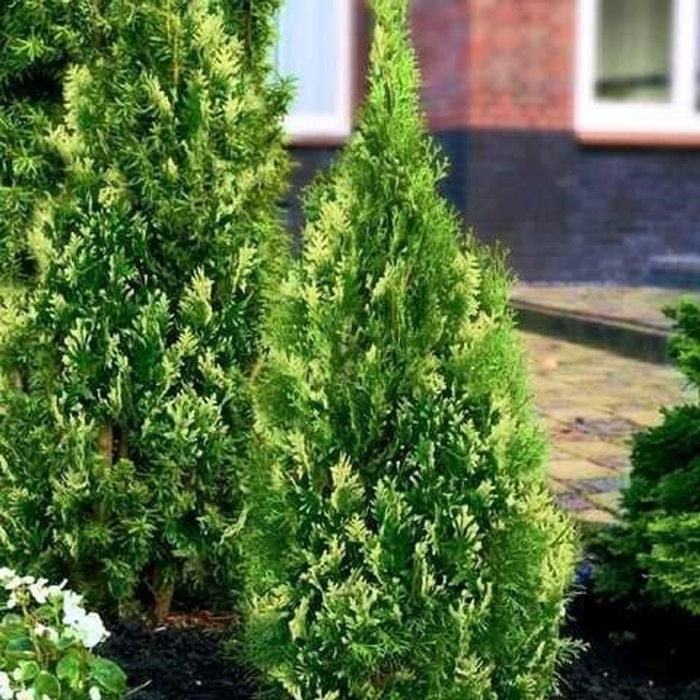 Туя западная Smaragd Variegata (Смарагд Вариегата) 60 см